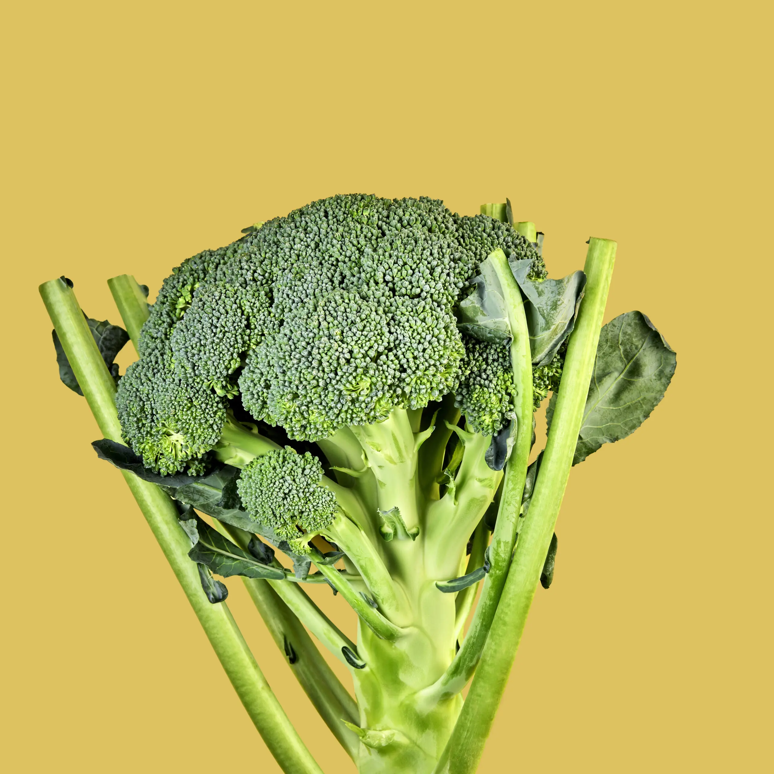 Broccolo verde con gambo e foglie su sfondo giallo, fotografia di prodotto food